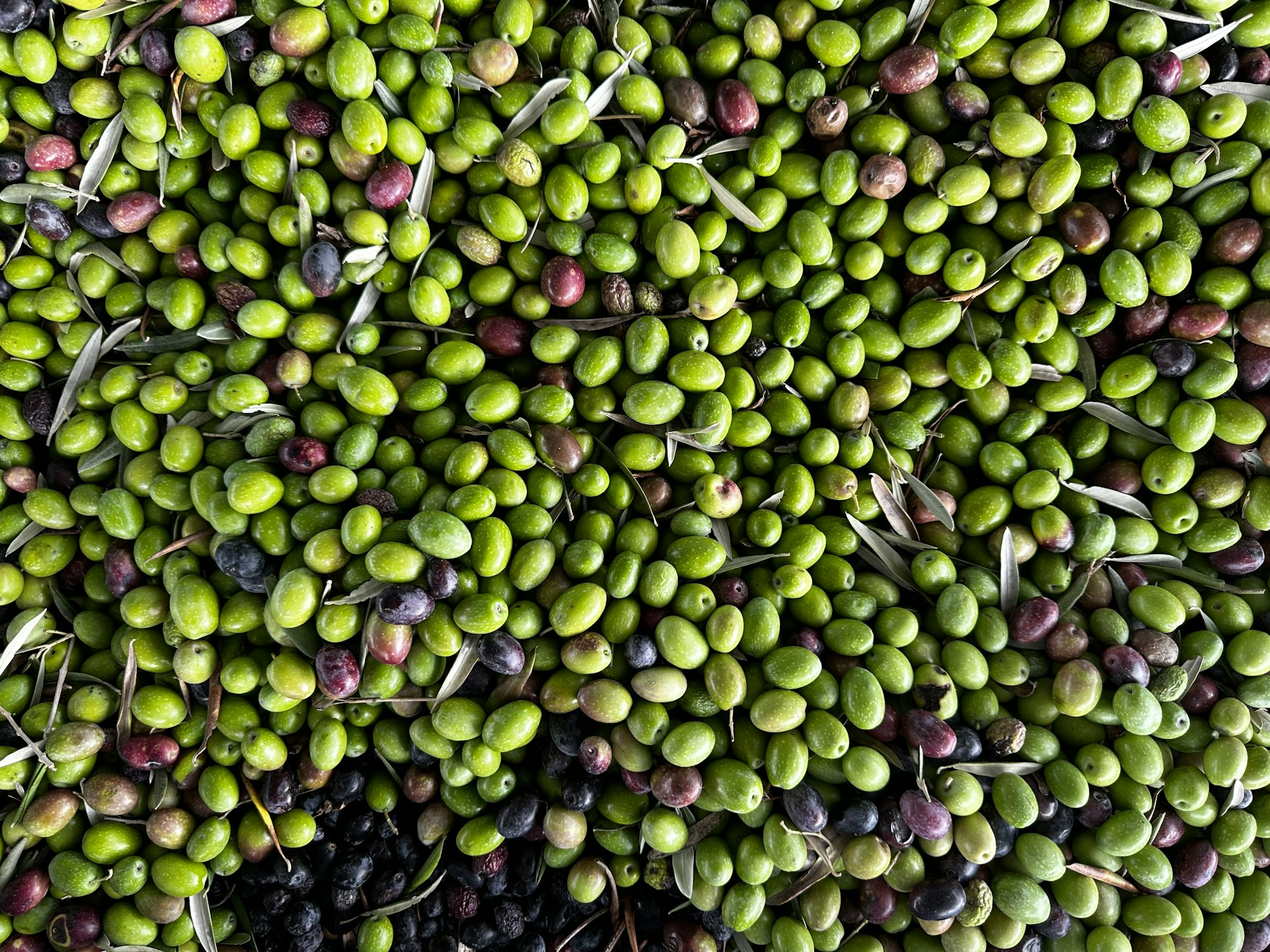 a large pile of olives and other fruits