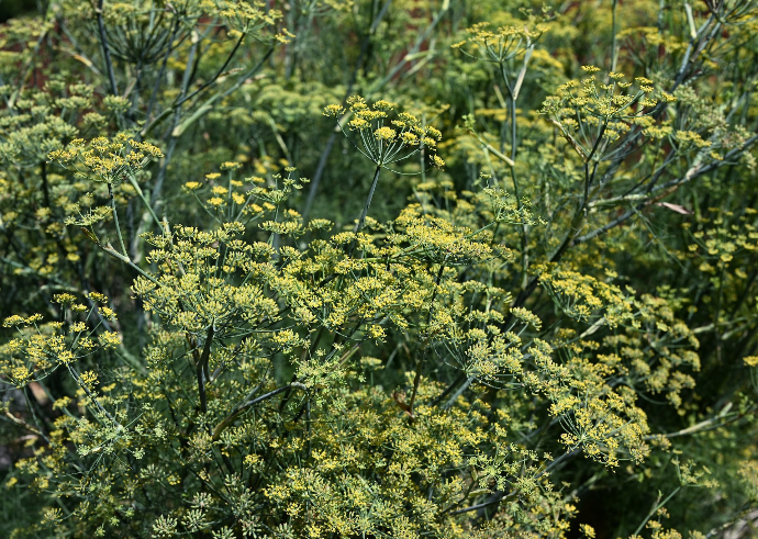 a close up of a plant with yellow flowers